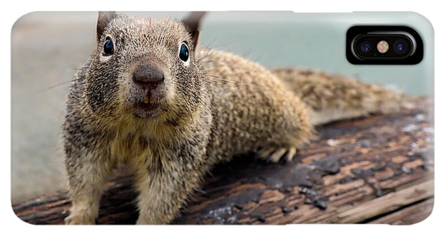 Curious Squirrel on a Log - Phone Case