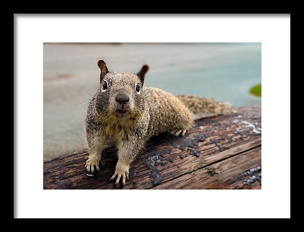 Curious Squirrel on a Log - Framed Print