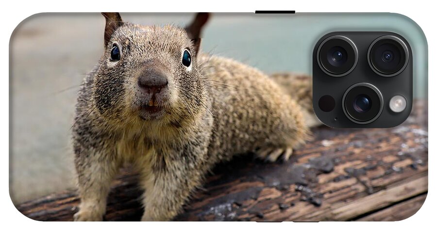 Curious Squirrel on a Log - Phone Case