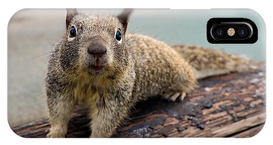 Curious Squirrel on a Log - Phone Case