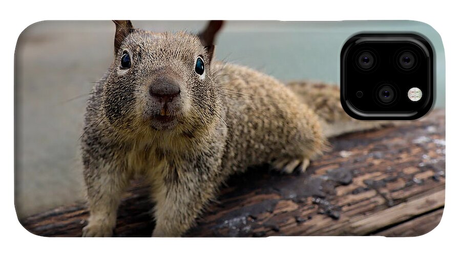 Curious Squirrel on a Log - Phone Case