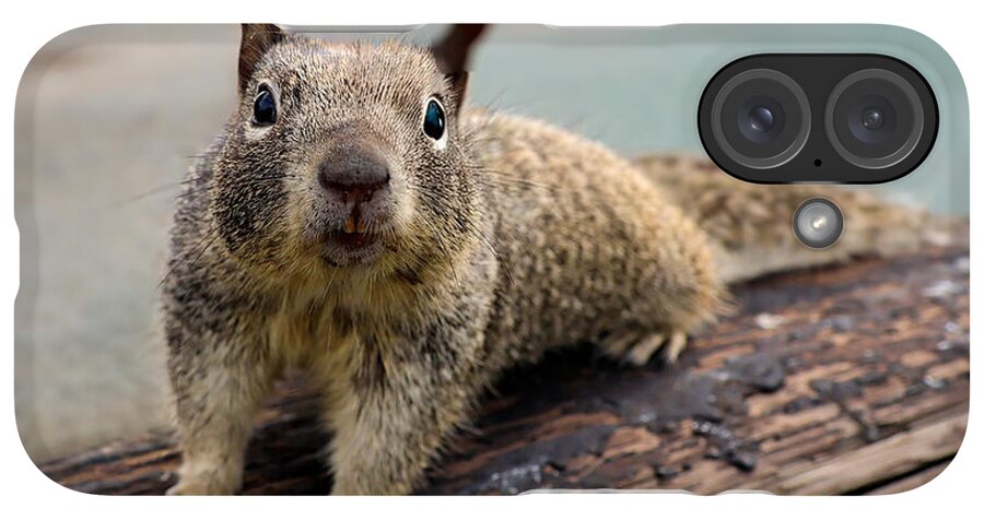 Curious Squirrel on a Log - Phone Case