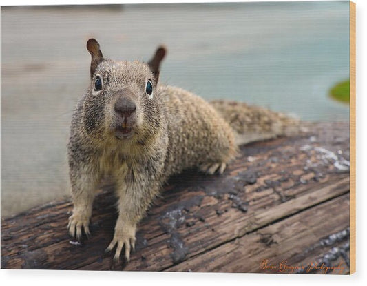 Curious Squirrel on a Log - Wood Print