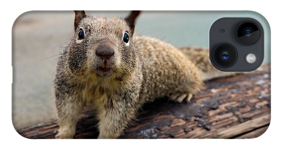 Curious Squirrel on a Log - Phone Case