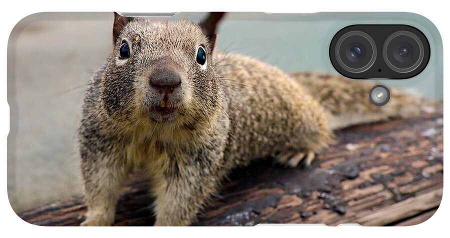 Curious Squirrel on a Log - Phone Case