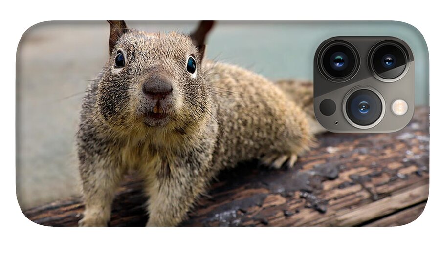 Curious Squirrel on a Log - Phone Case