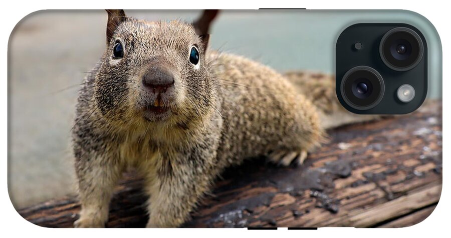 Curious Squirrel on a Log - Phone Case