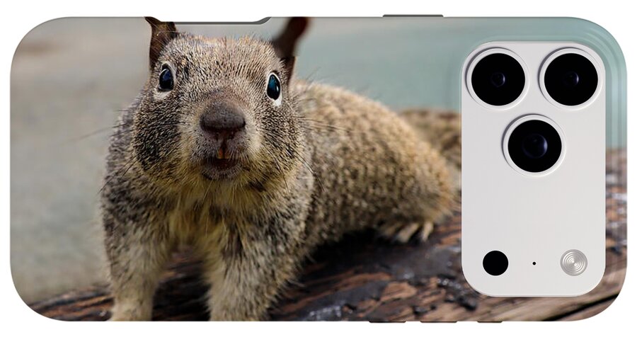 Curious Squirrel on a Log - Phone Case