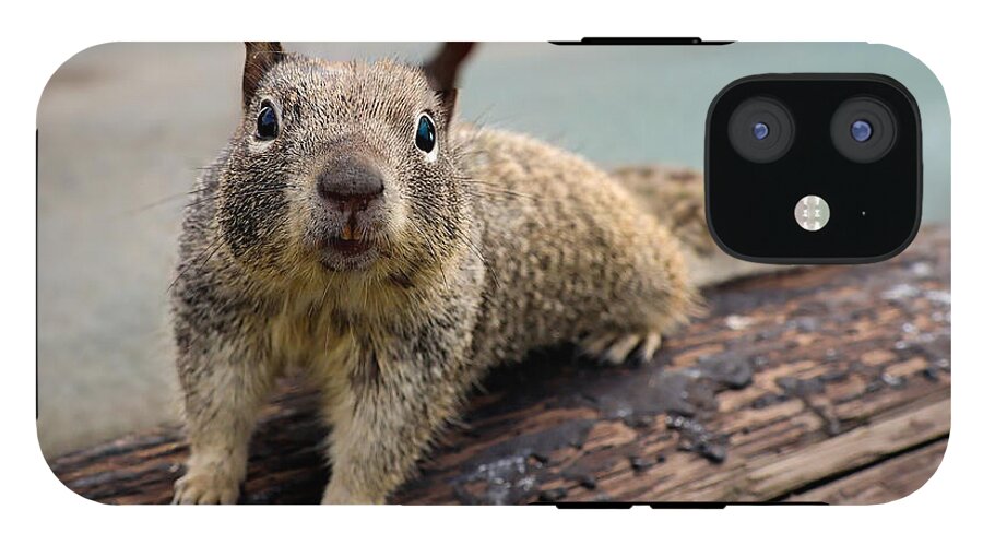 Curious Squirrel on a Log - Phone Case