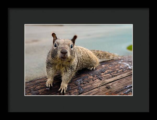 Curious Squirrel on a Log - Framed Print