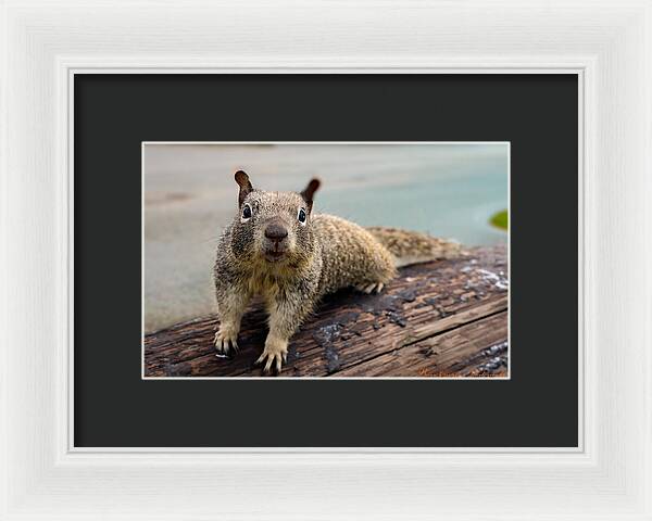 Curious Squirrel on a Log - Framed Print