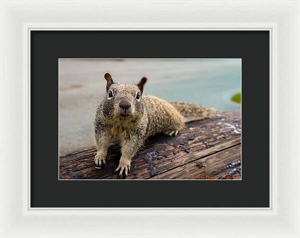 Curious Squirrel on a Log - Framed Print
