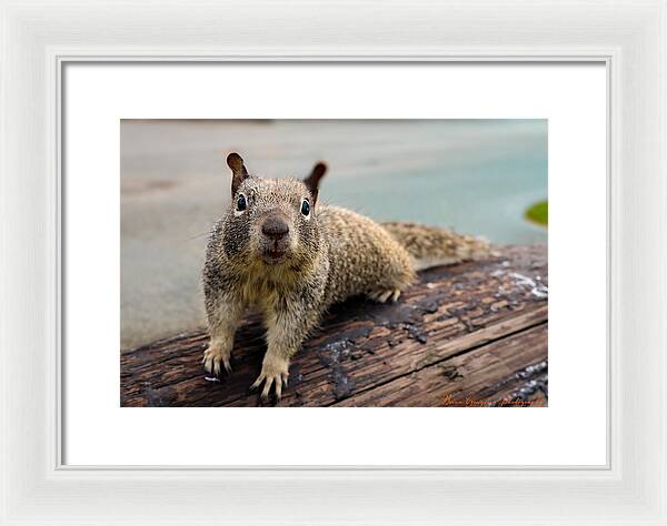 Curious Squirrel on a Log - Framed Print