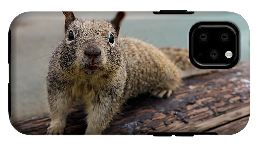 Curious Squirrel on a Log - Phone Case
