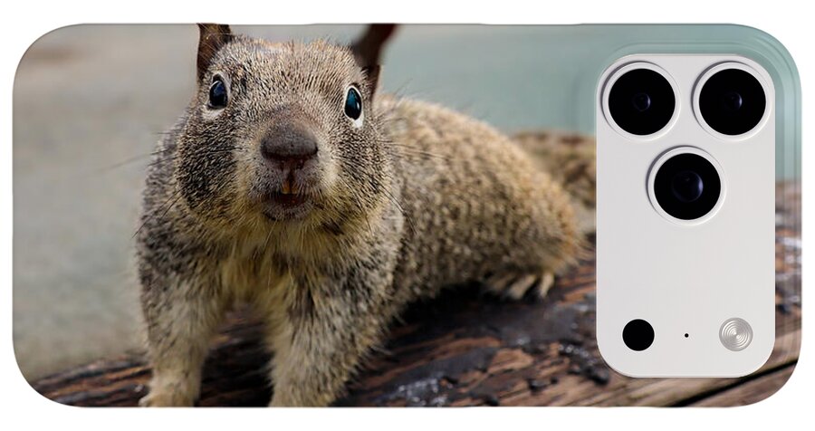 Curious Squirrel on a Log - Phone Case