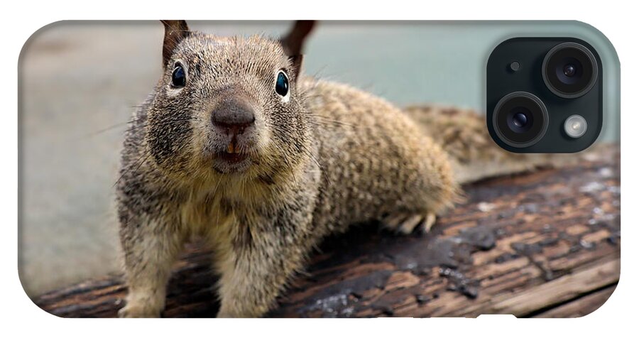 Curious Squirrel on a Log - Phone Case