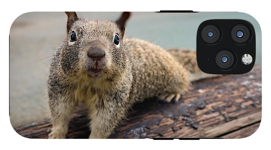 Curious Squirrel on a Log - Phone Case