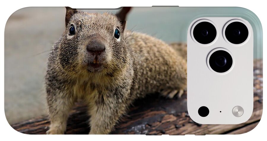 Curious Squirrel on a Log - Phone Case