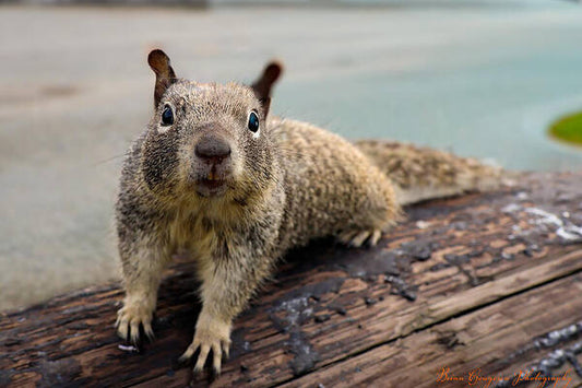Curious Squirrel on a Log - Art Print