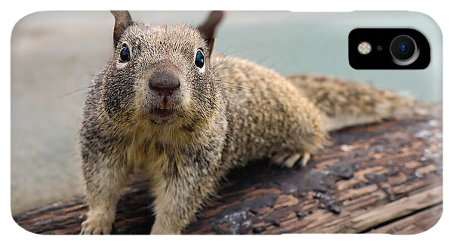 Curious Squirrel on a Log - Phone Case