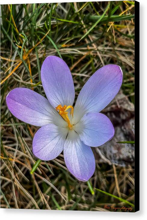 Daisy - Canvas Print