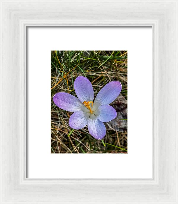 Daisy - Framed Print