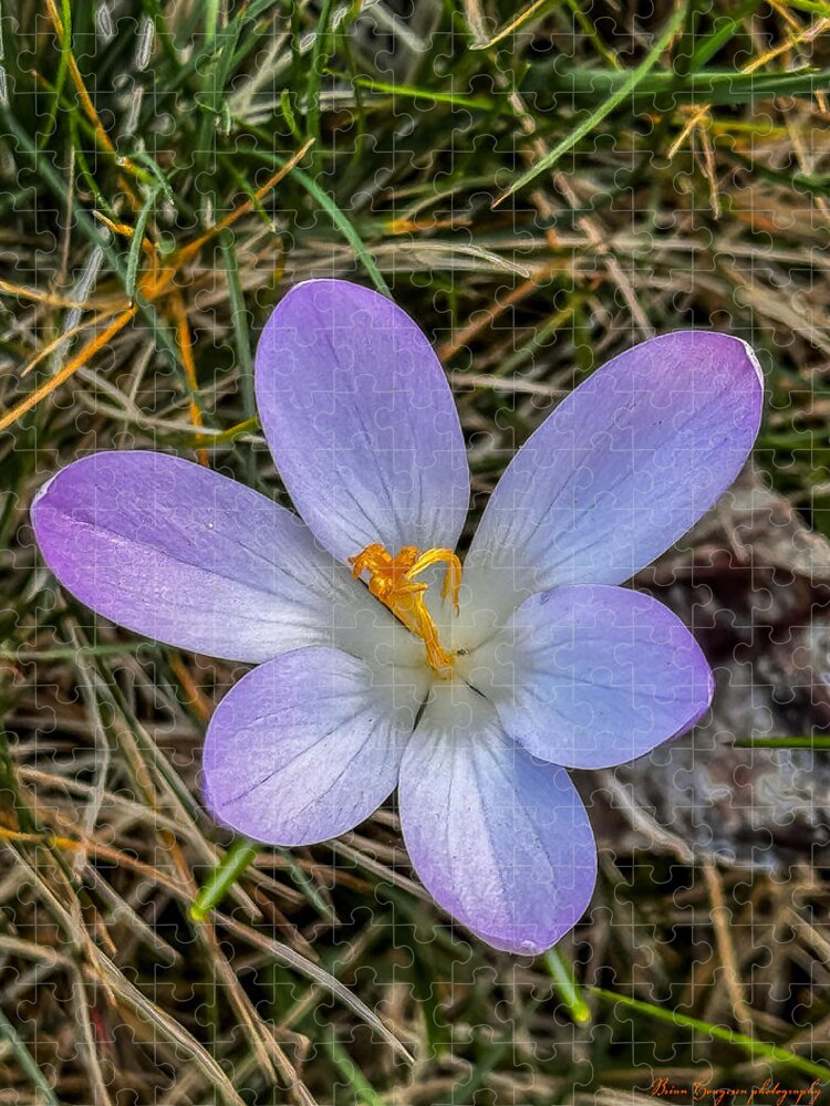 Daisy - Puzzle
