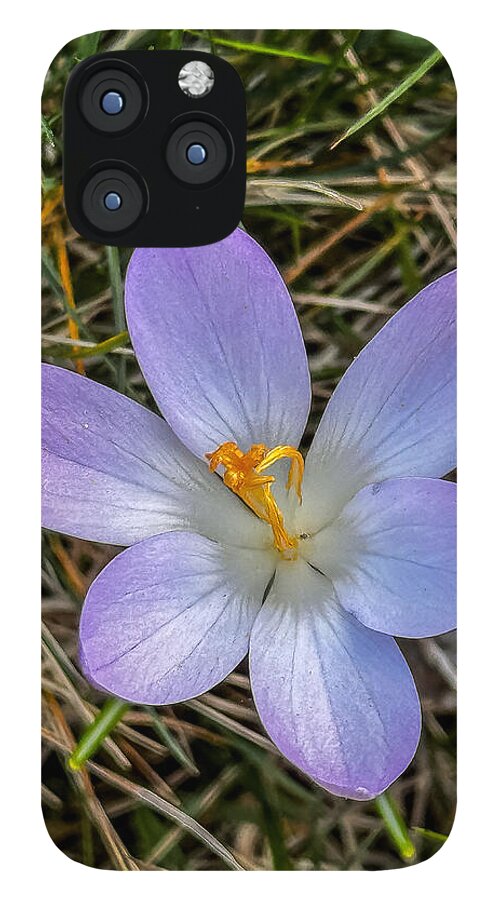 Daisy - Phone Case
