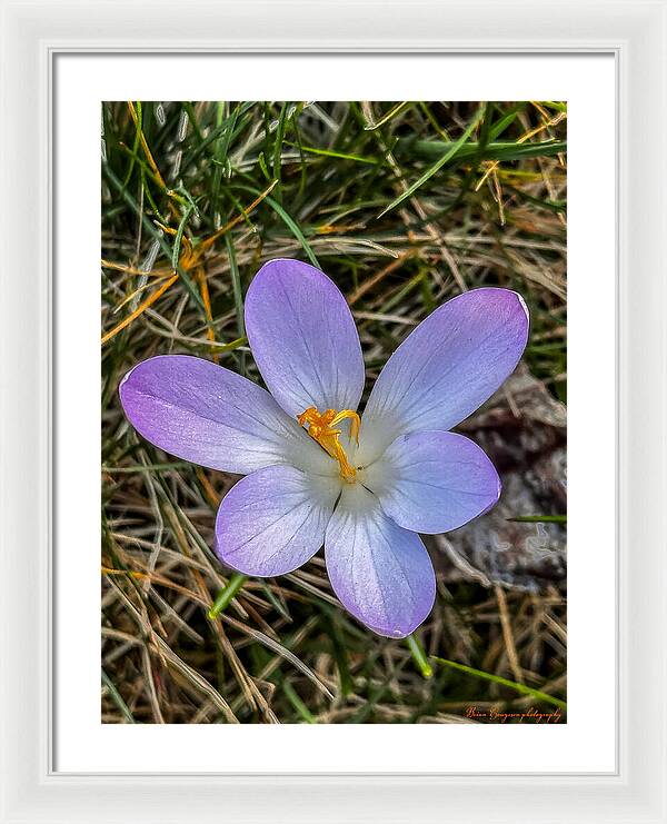 Daisy - Framed Print