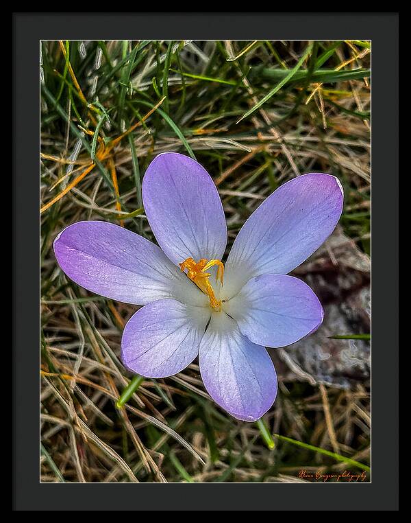 Daisy - Framed Print
