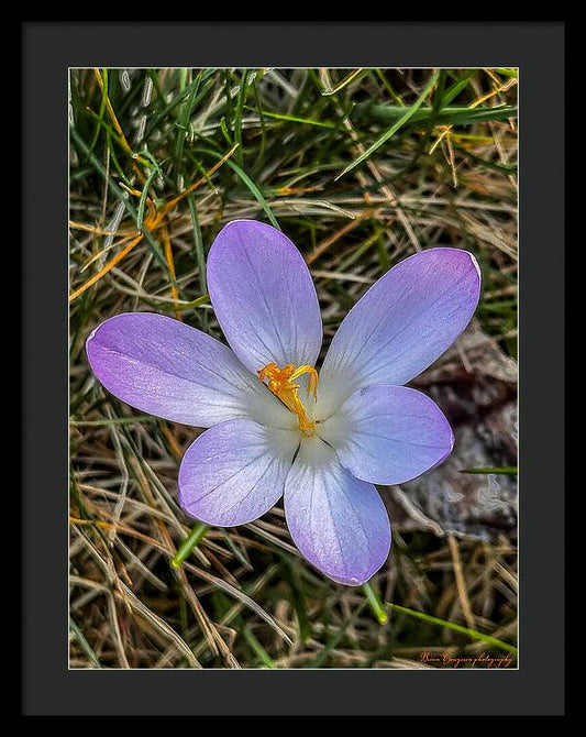 Daisy - Framed Print