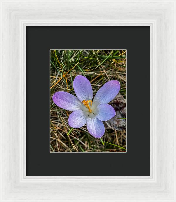 Daisy - Framed Print