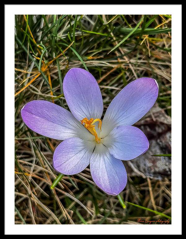 Daisy - Framed Print