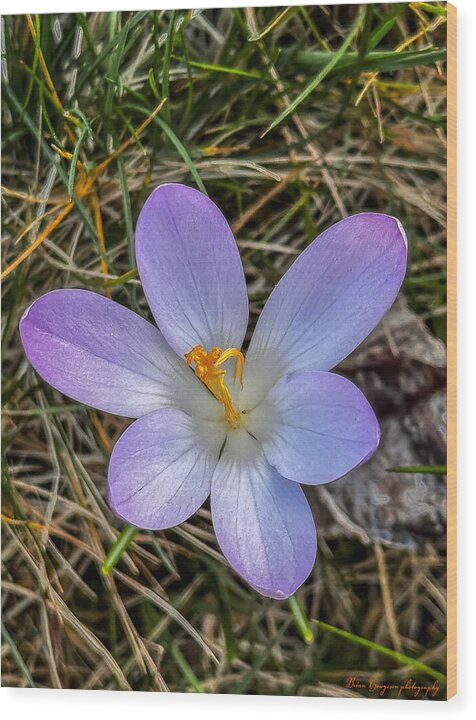 Daisy - Wood Print