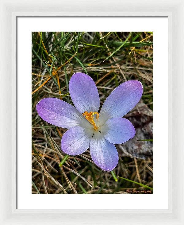 Daisy - Framed Print