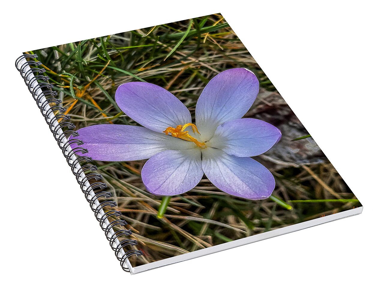 Daisy - Spiral Notebook