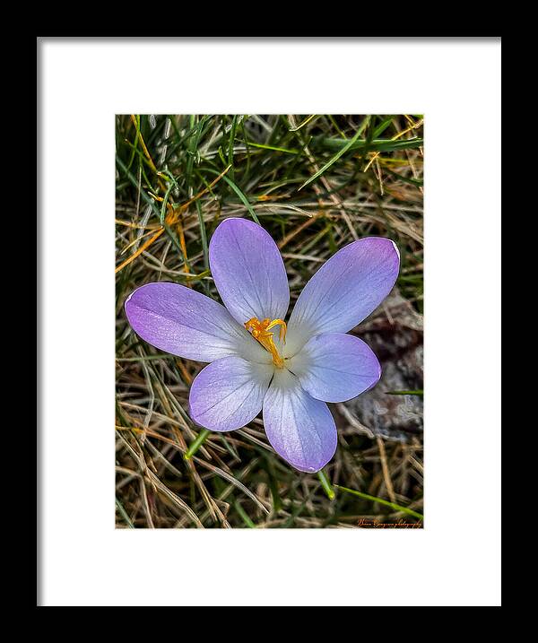 Daisy - Framed Print