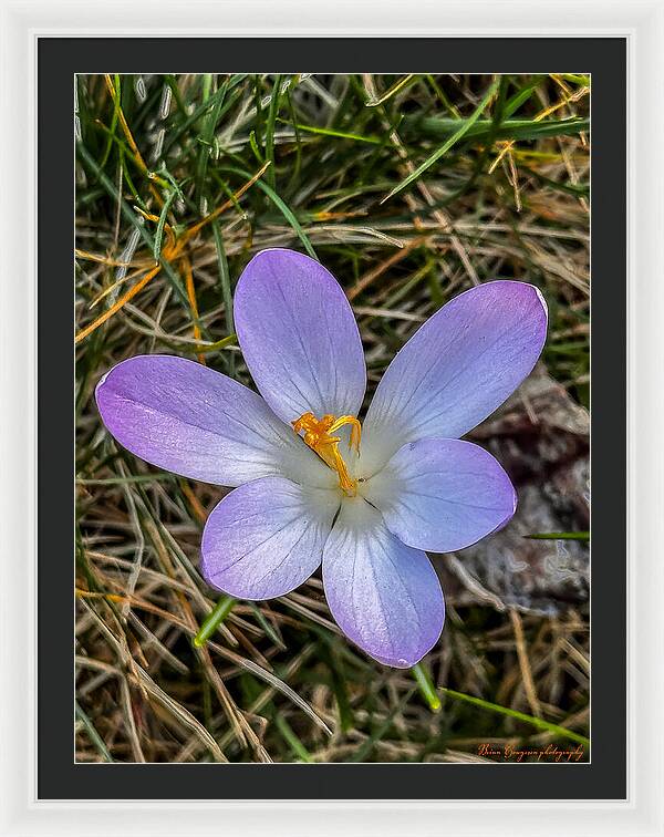 Daisy - Framed Print