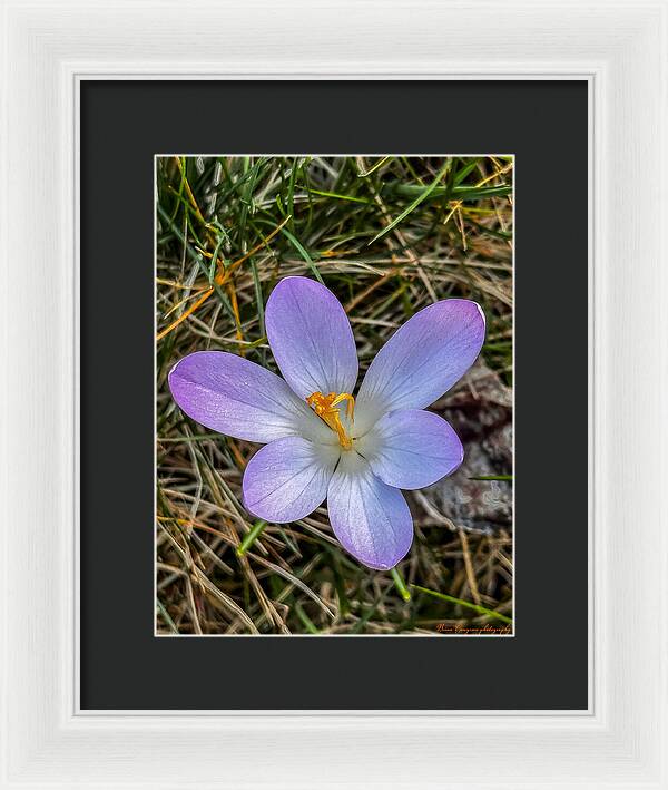 Daisy - Framed Print