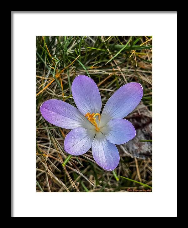 Daisy - Framed Print