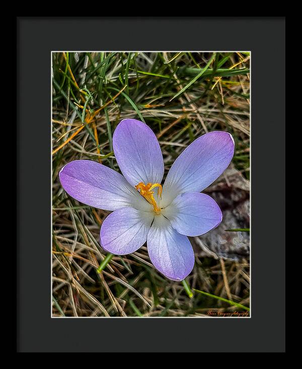 Daisy - Framed Print