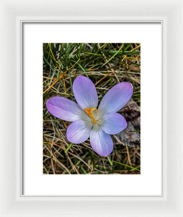 Daisy - Framed Print