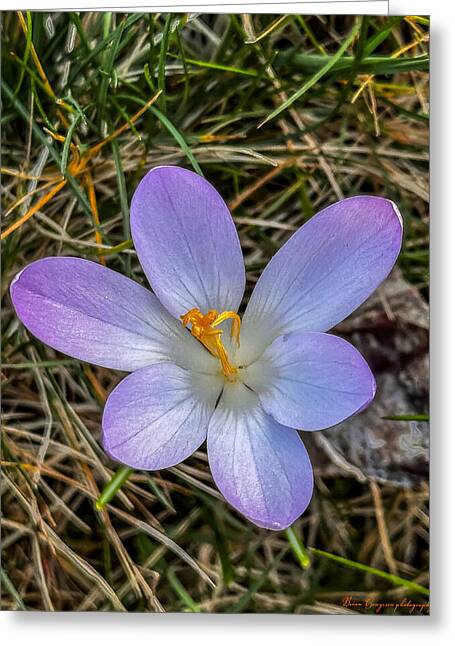 Daisy - Greeting Card