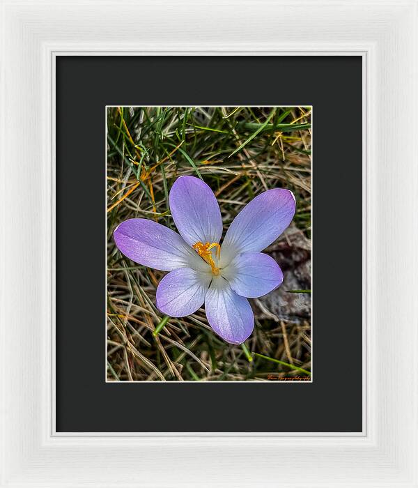 Daisy - Framed Print