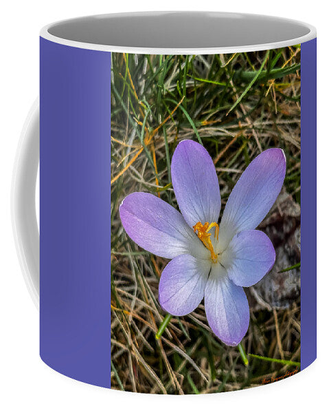 Daisy - Mug
