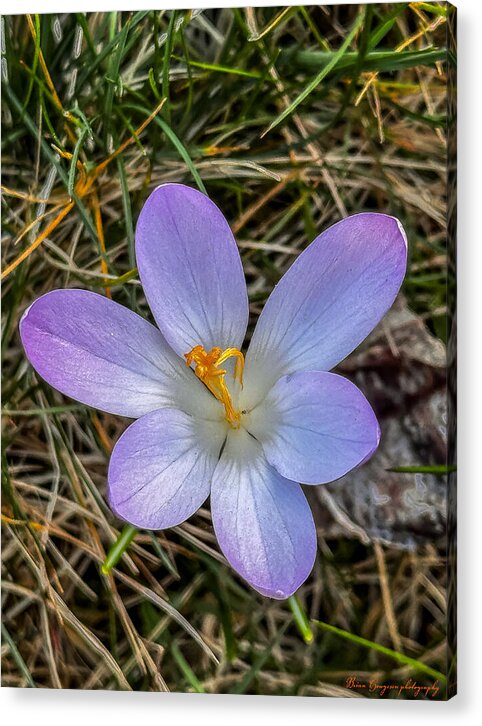 Daisy - Acrylic Print