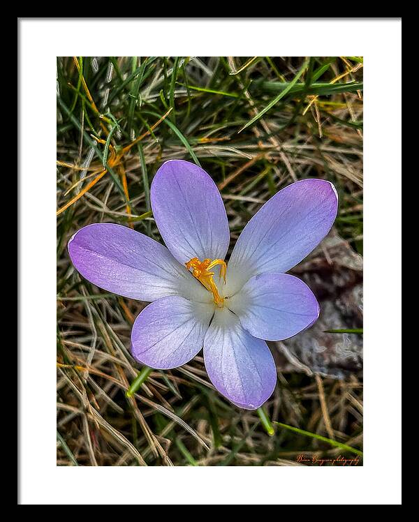 Daisy - Framed Print