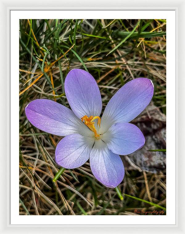 Daisy - Framed Print