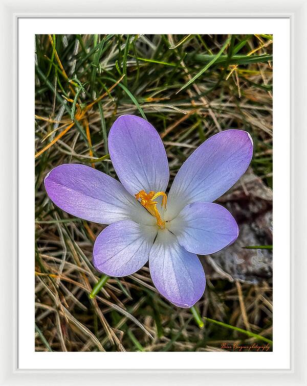 Daisy - Framed Print