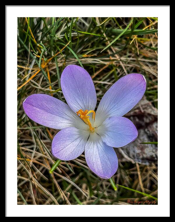 Daisy - Framed Print